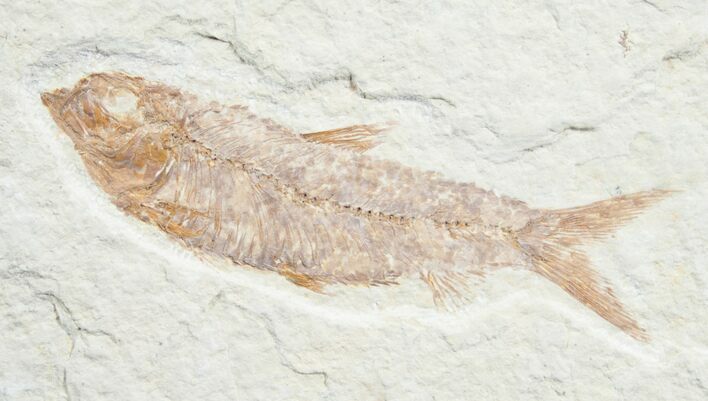 Knightia Fossil Fish - Wyoming #7555